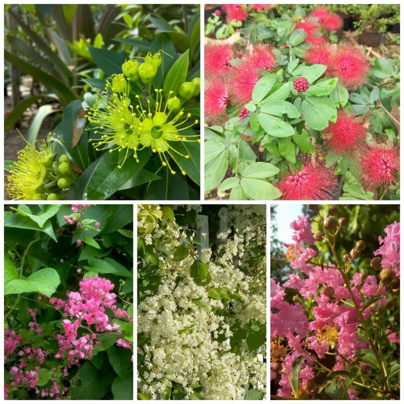 Paket hemat 5 bibit bunga vegetasi lebah