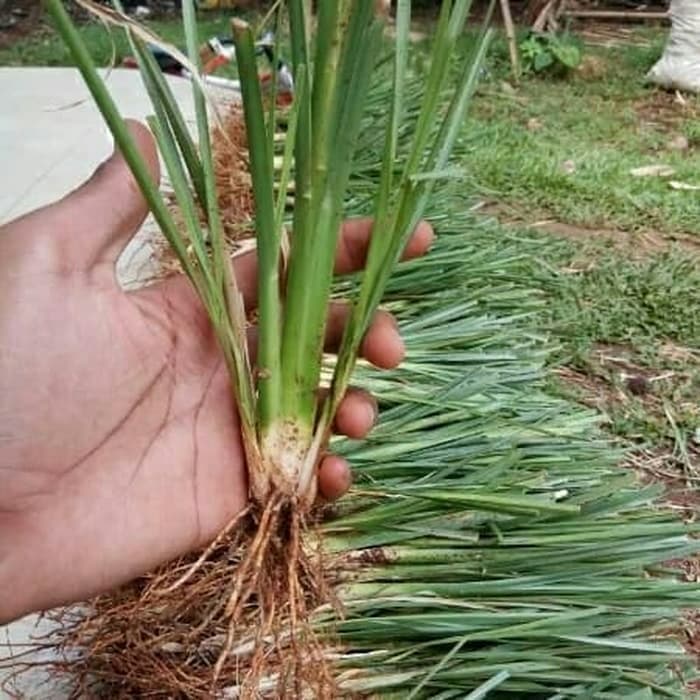 Paket Hemat 1000gram benih vetiver dan 500bibit vetiver