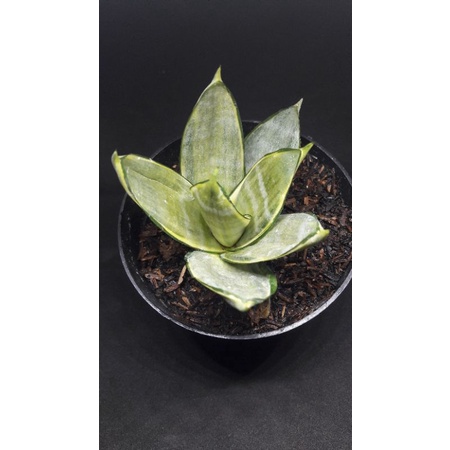 Sansevieria Silver frost