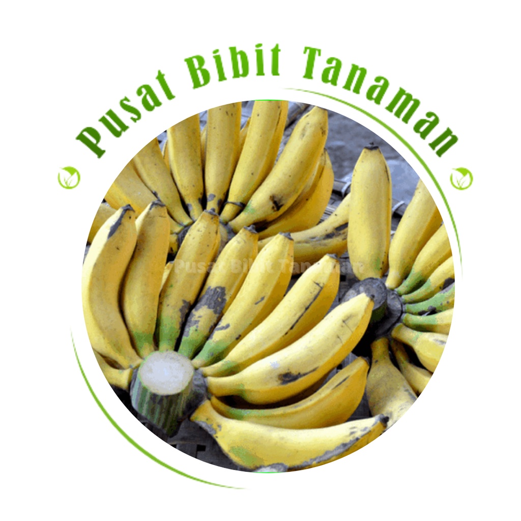 Bibit tanaman pisang raja sajen