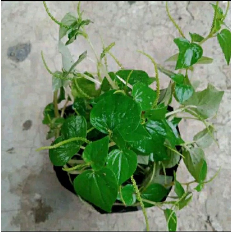 daun suruhanb ketupang air atau sirih cina (1kg)