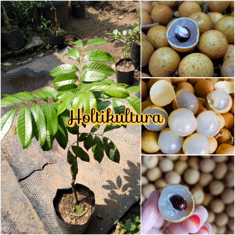 Bibit buah kelengkeng bangkok Holtikultura tanaman