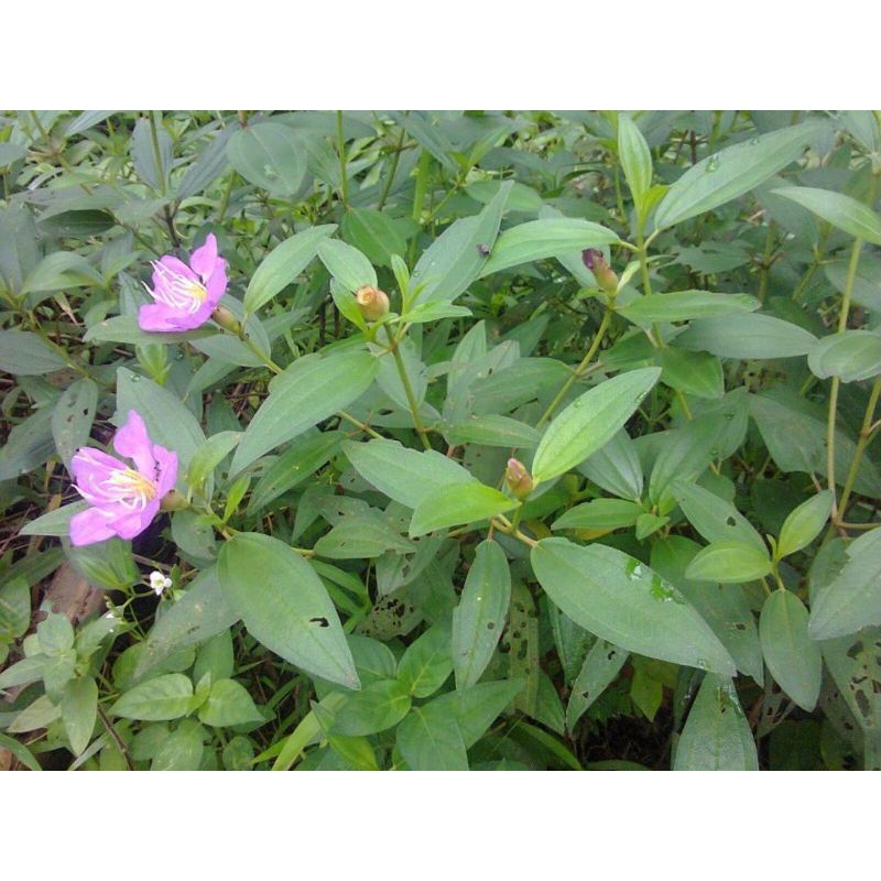 

Daun senggani Segar 500gram