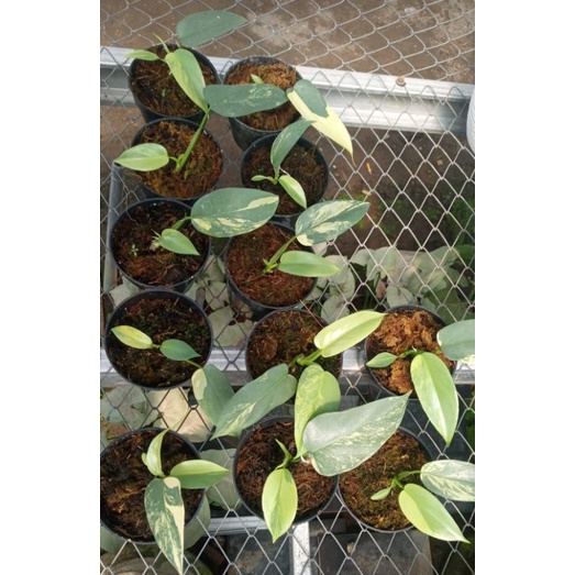 violin variegata / philodendron violin varigata ekonomis