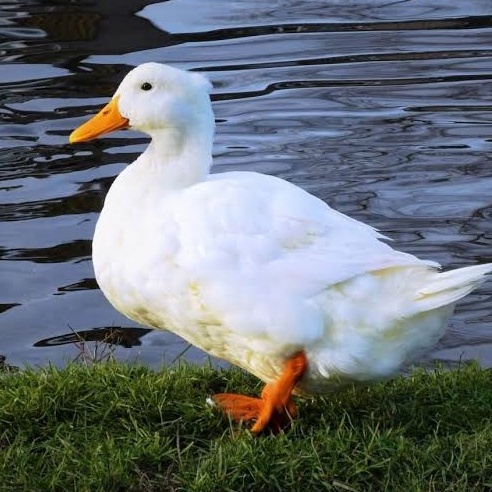 TELUR BEBEK PEKING FERTIL ASLI UNTUK TERNAK