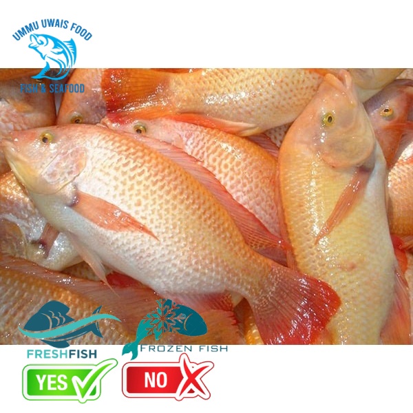 

Ikan Nila Hidup Berkualitas - 1 Kilogram