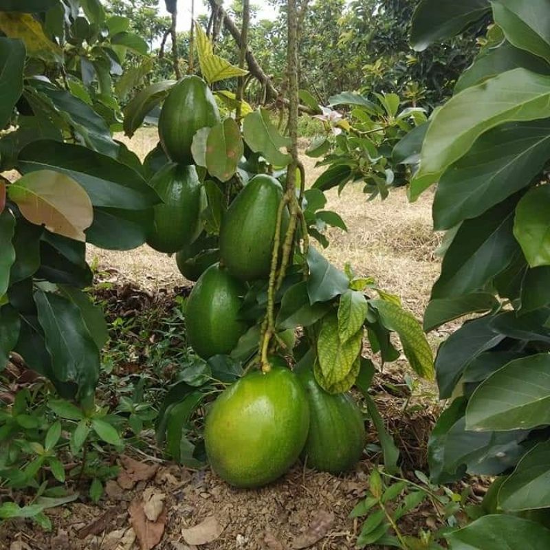 Bibit Alpukat Kendil_bibit alpukat_alpukat kendil_bibit buah