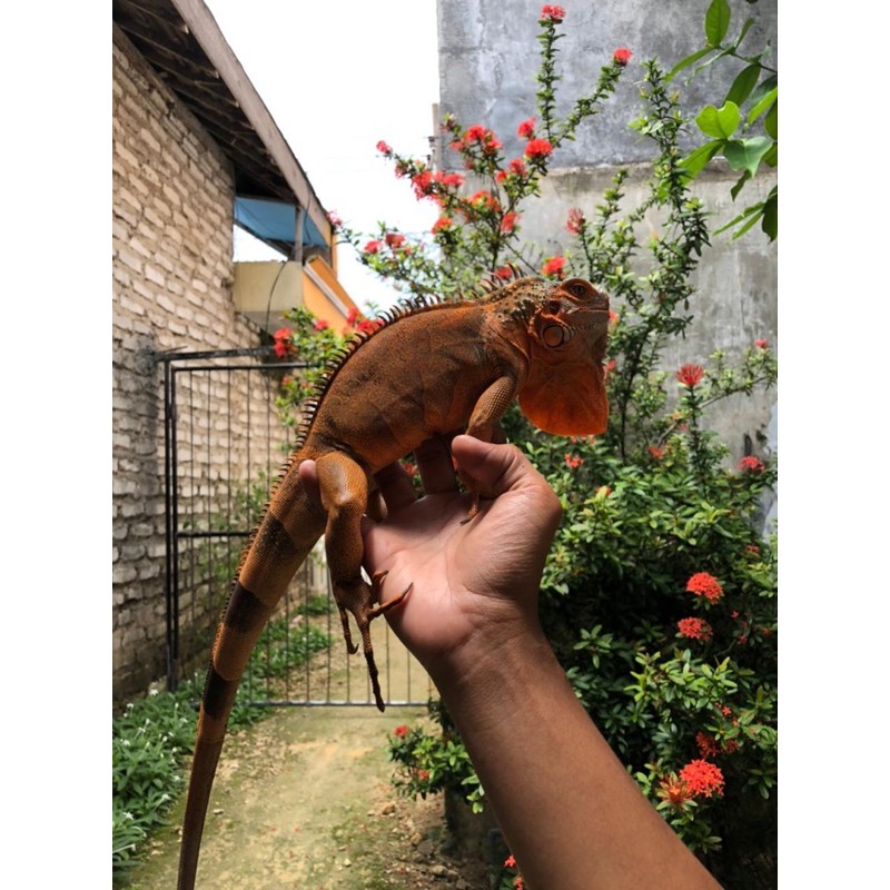 IGUANA RED JANTAN MINUSAN PEDES