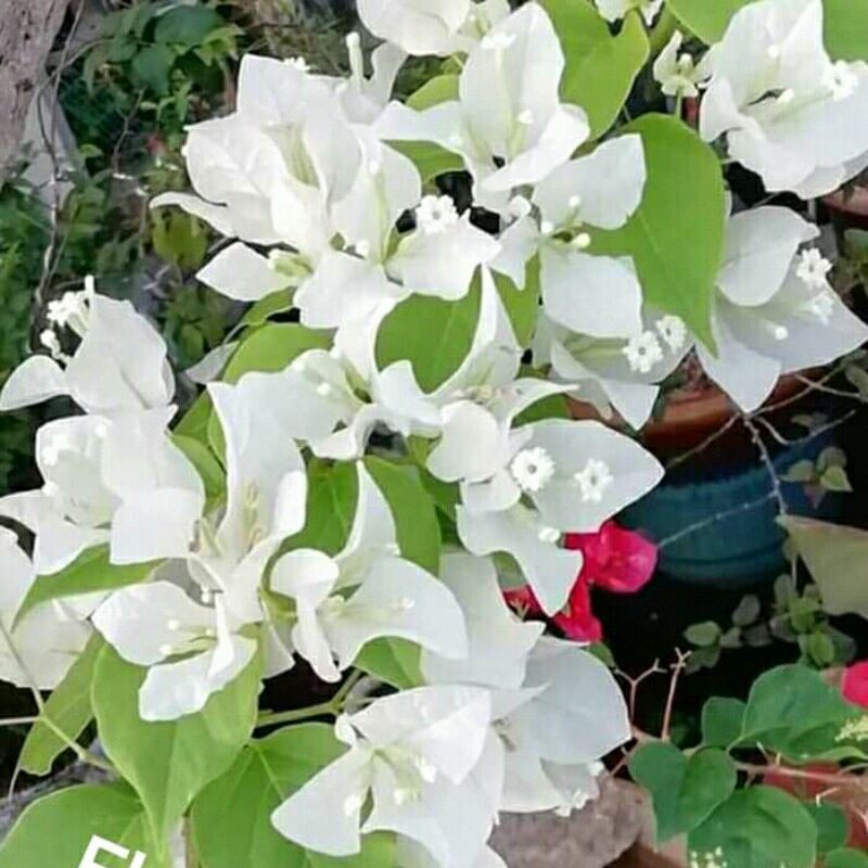 Bougenville Ekor Musang Putih