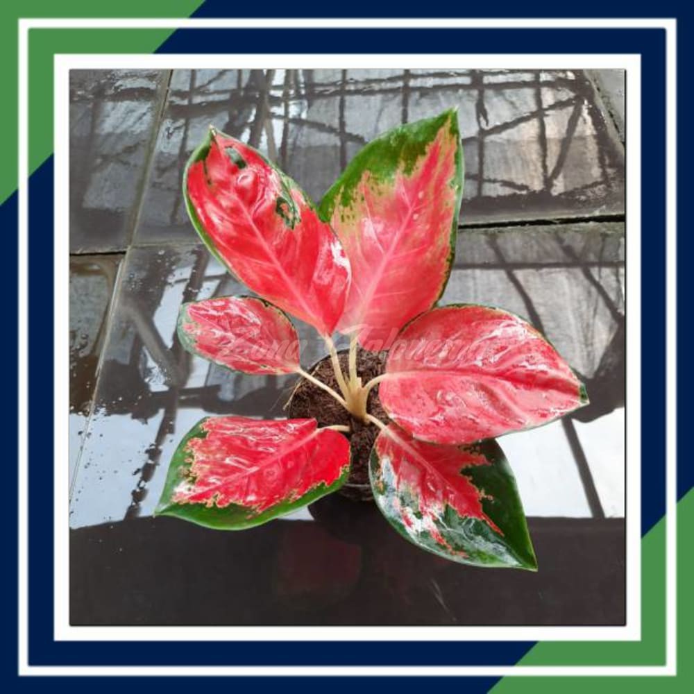 COD SUKSOM JAIPONG STANDART STANG PENDEK MURAH ( TANAMAN HIAS ZONA AGLONEMA THAILAND)