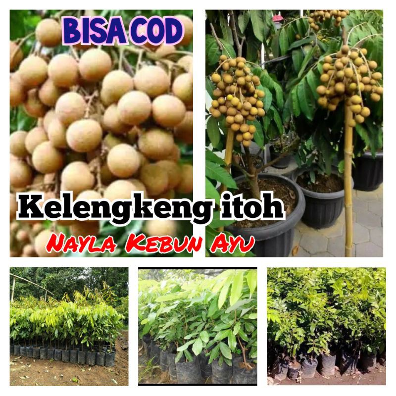 

Bibit klengkeng itoh
