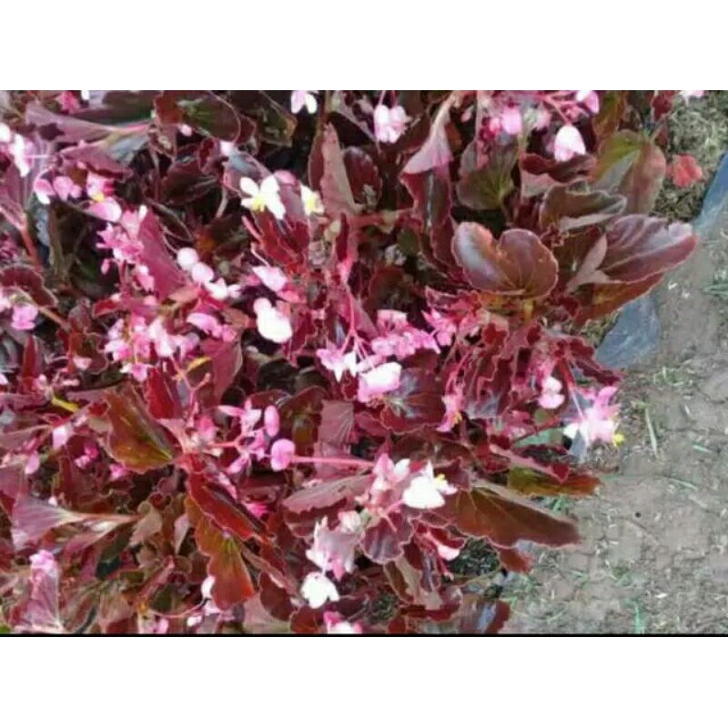 Tanaman hias bunga begonia/tanaman pot gantung