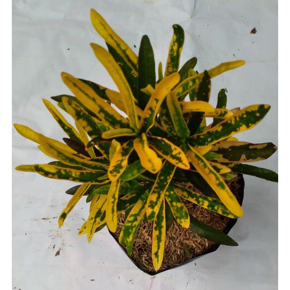 

Puring | croton "Teri
