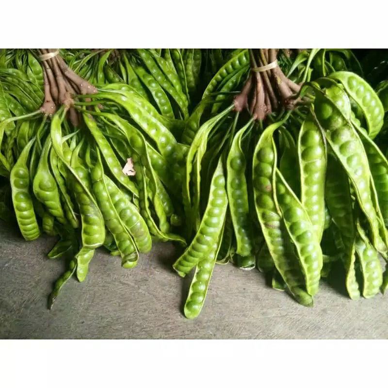 

PETAI SEGARRR HARGA TERJANGKAU /LONJOR