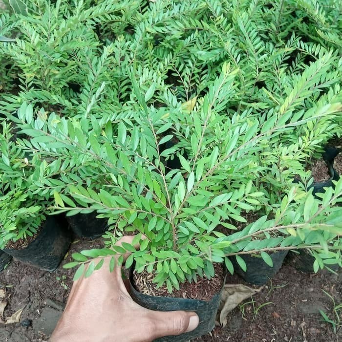 tanaman hias cendrawasih / pohon cendrawasih