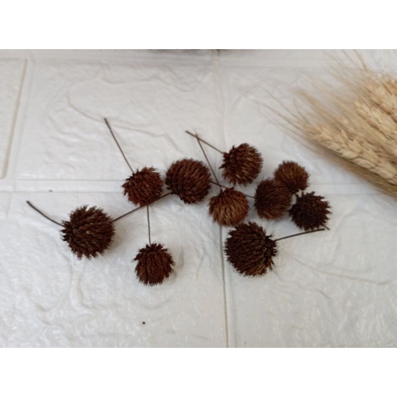 Bunga Marigold Pom Pom Natural Coklat Tua Per Pack isi 10 pcs Proferty Photo Bunga Rustic