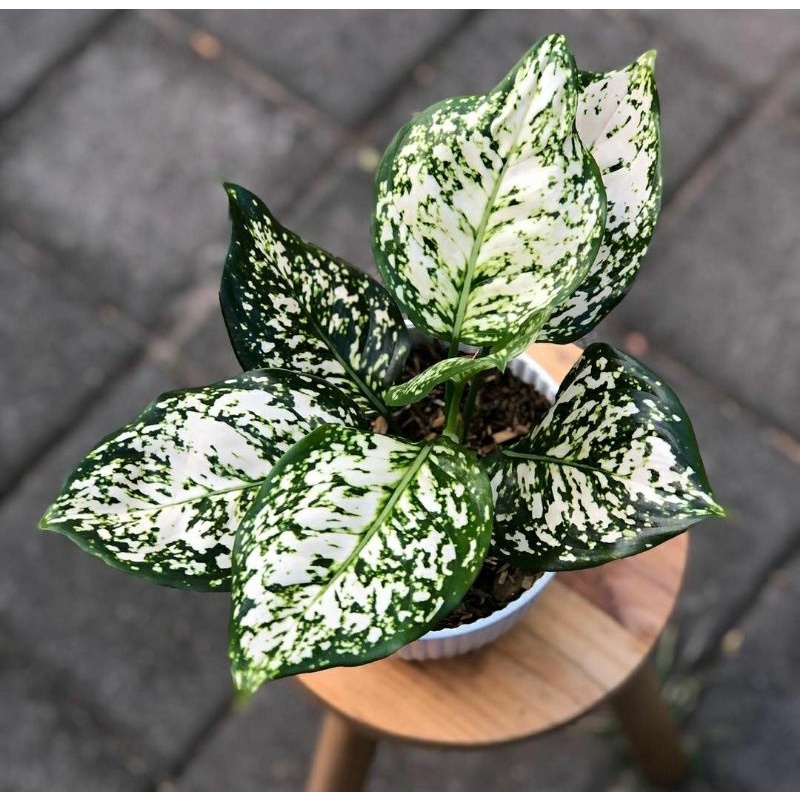 aglonema dud white dewasa / aglonema dud white anjamani dewasa