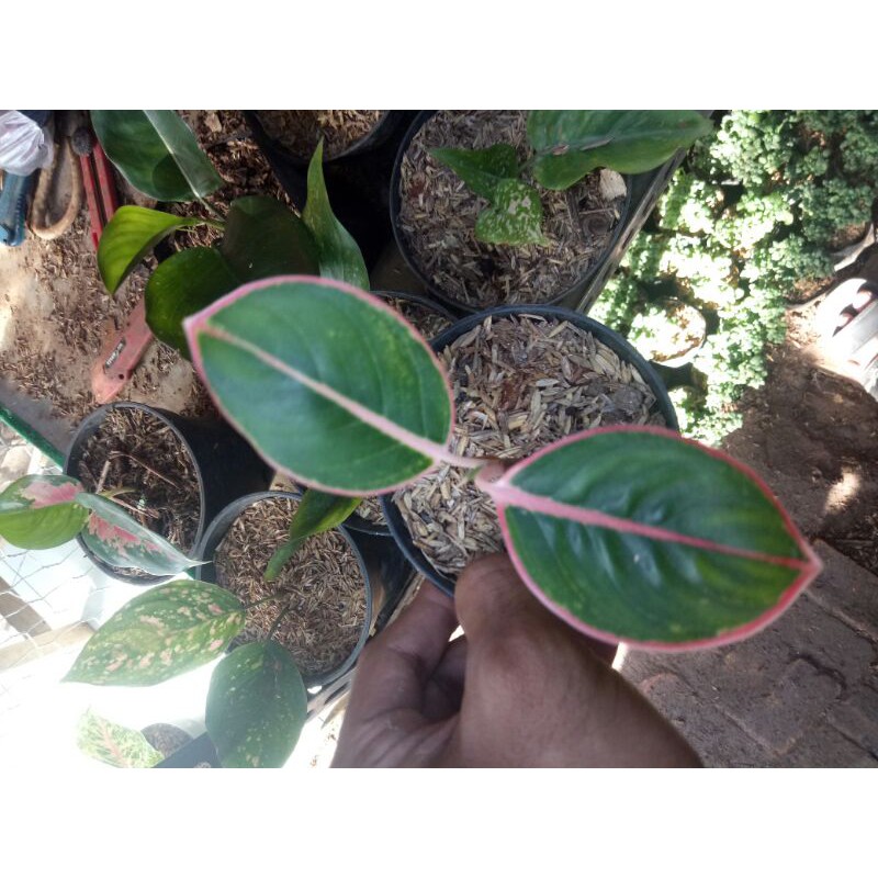 PROMO // Tanaman hias aglonema flaminggo-Tanaman hias-Aglonema flaminggo-PROMO AGLONEMA-PROMO