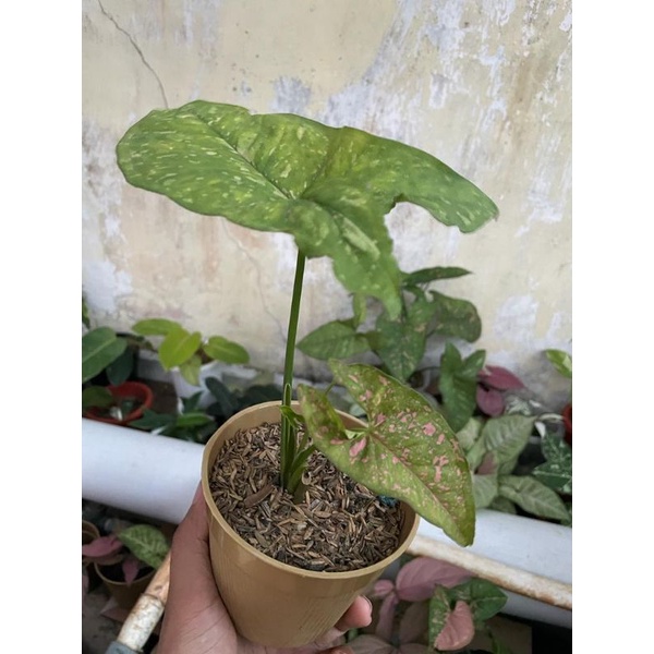 syngonium pink splash allusion