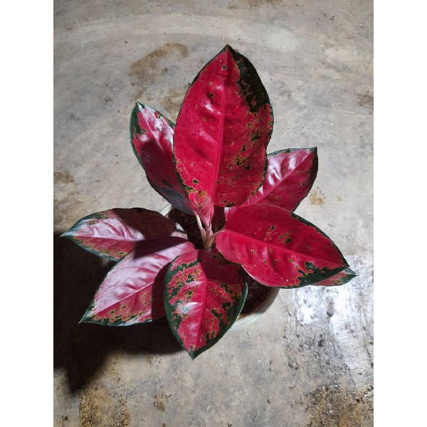 aglonema suksom batik