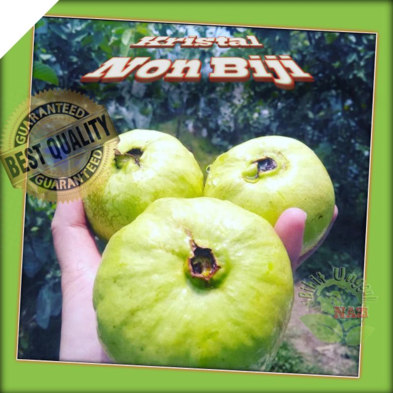 Jual Bibit Jambu Kristal Non Biji Tanaman Original Bisa Tabulampot Shopee Indonesia