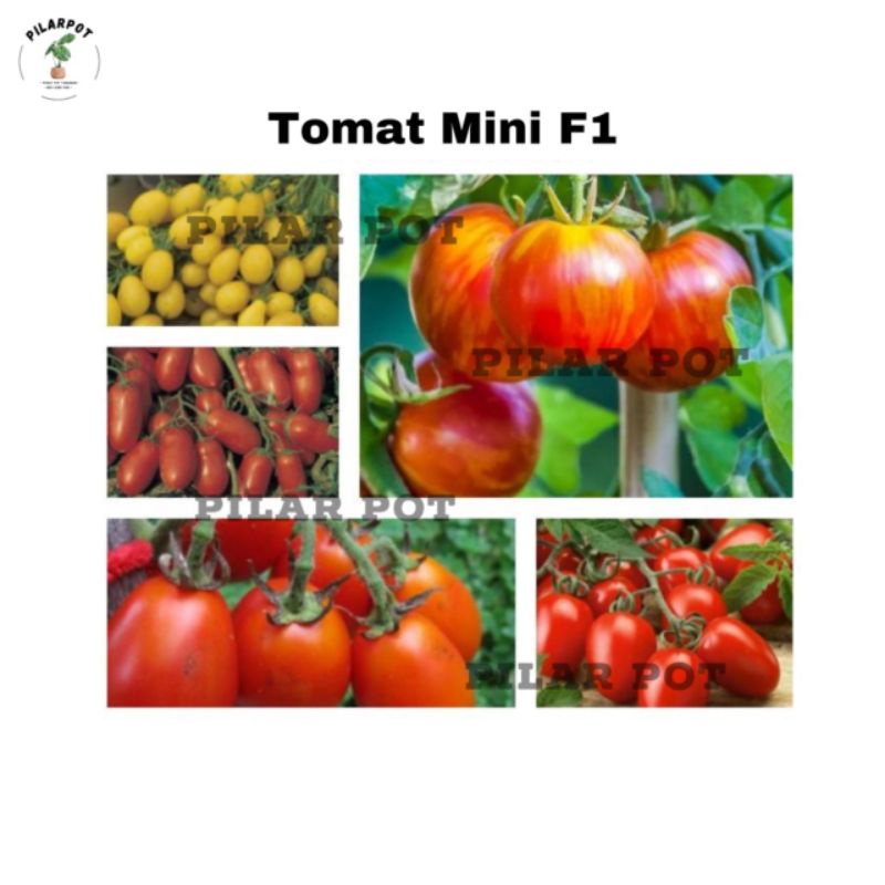 Benih bibit TOMAT MINI F1 JULIET known you seed - KYS TOMAT F1 JULIET