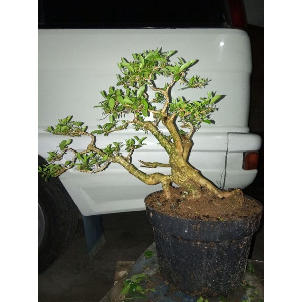 Stek Batang Bonsai Sancang 25 Batang
