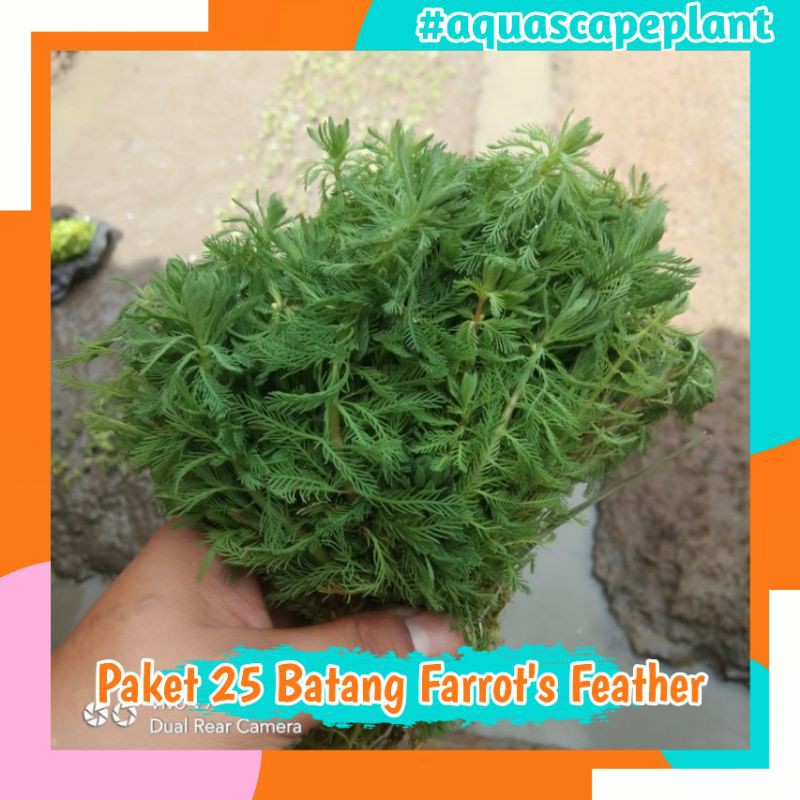 [ Paket 25 Batang ] Farrot's Feather Tanaman Aquascape Tanaman Aquarium Tanaman Aquarium Aquascape