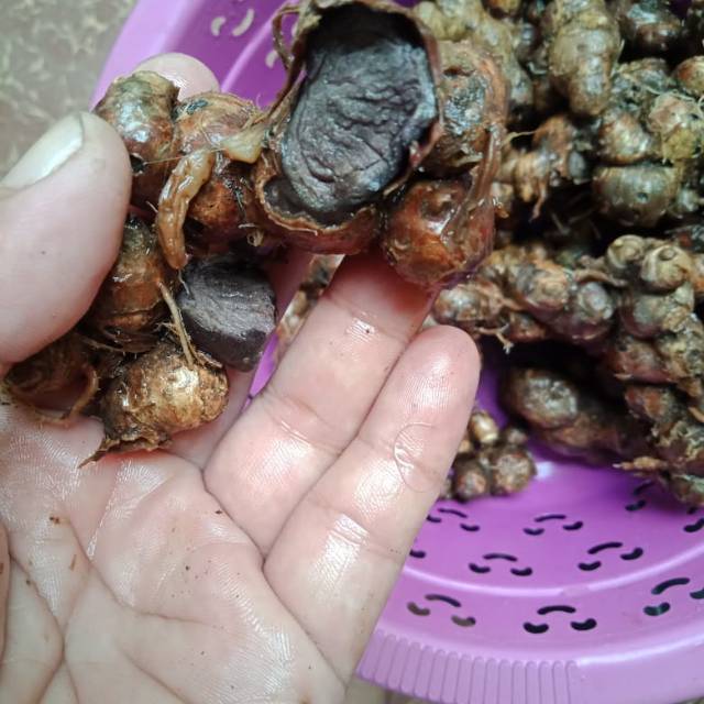 Bibit kunyit hitam