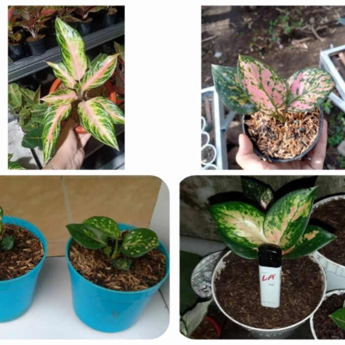 SALE Paket Hemat Anakan aglonema