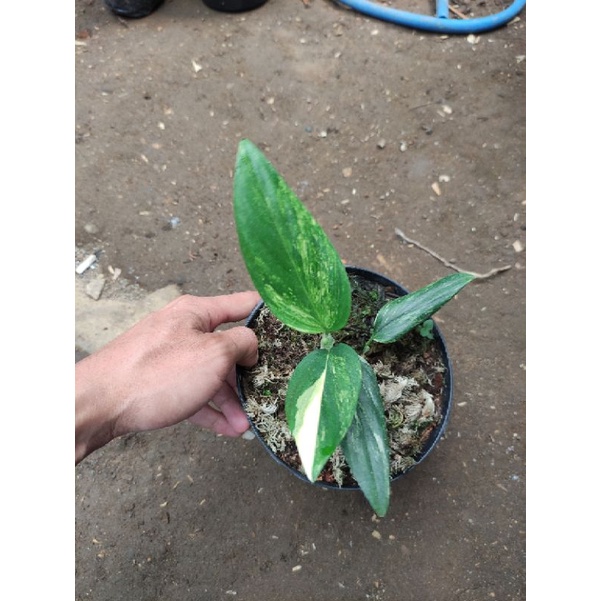 tanaman hias monstera standleyana variegata kuning