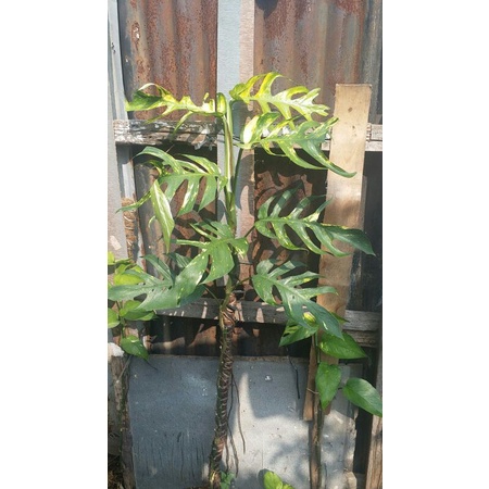 Epipremnum pinnatum varigata kuning Kujang