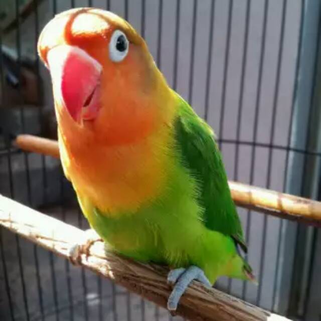

Love bird josan dewasa siap ternak