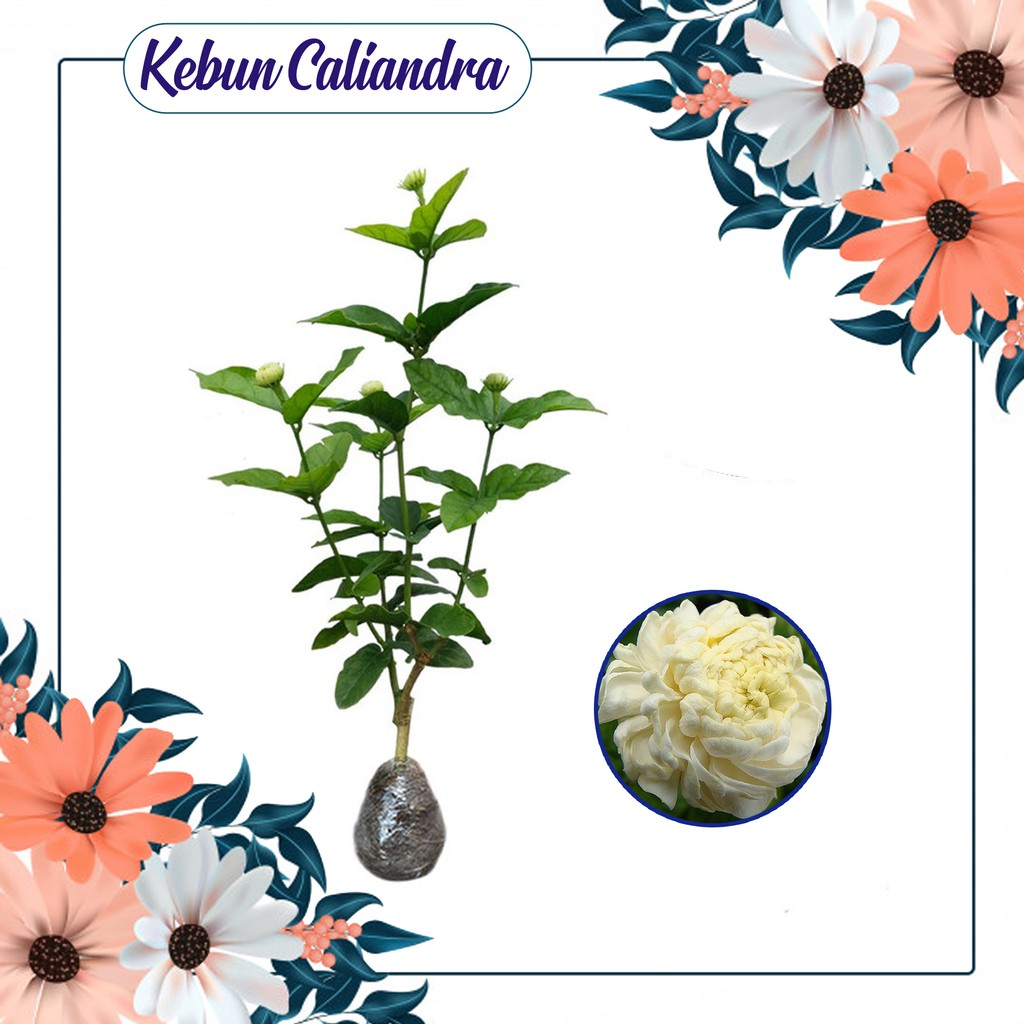 

Kebun Kaliandra - Melati tuscany.