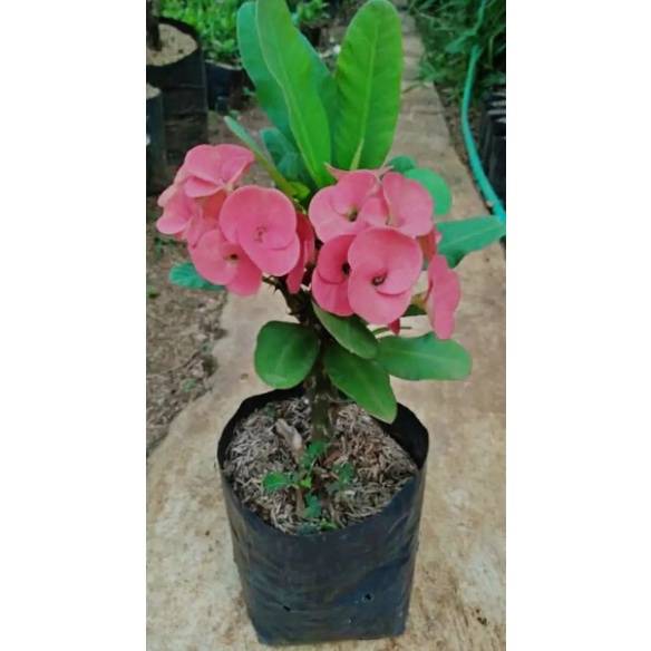 TANAMAN HIAS HIDUP EUPHORBIA BUNGA MERAH