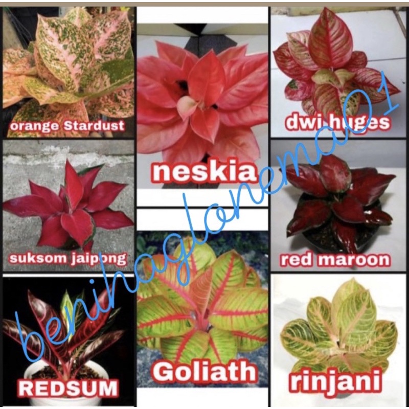 PROMO paket 8 jenis bonggol aglonema