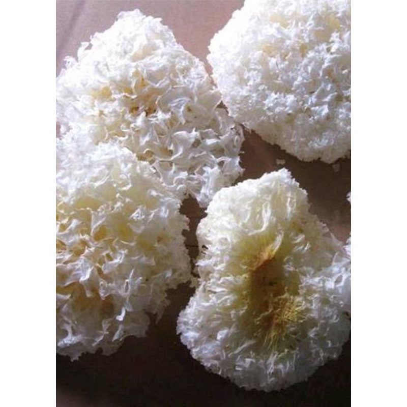 

jamur kuping putih salju kering 50gr 银耳