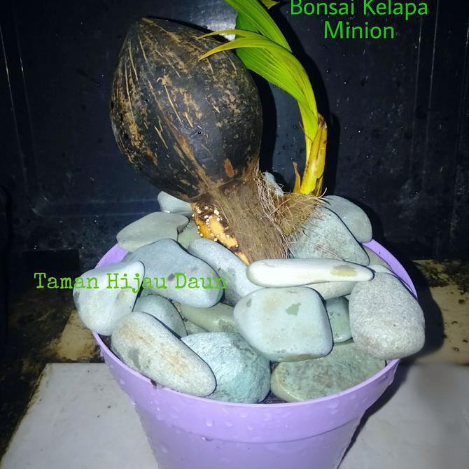Bonsai Kelapa Gading Orange Mini Tanaman Hias Dalam Pot Tokofinaserba11