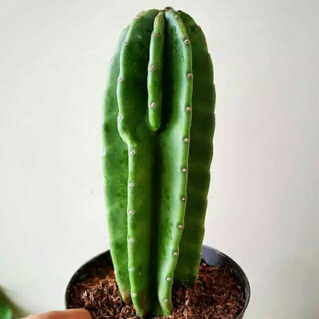 Tanaman hias-kaktus belimbing  tanaman hias kaktus