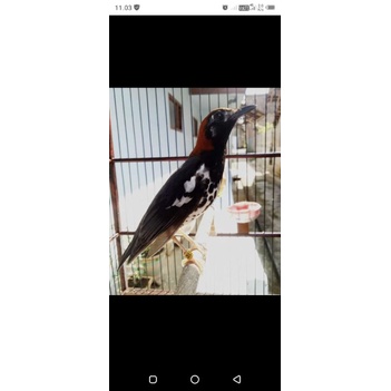 Anis kembang trotol rajin