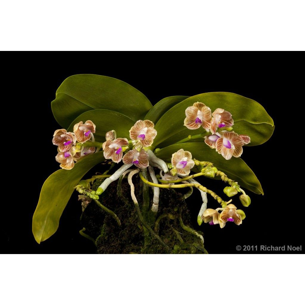 Phalaenopsis Javanica