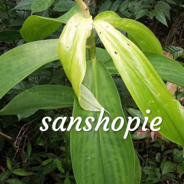 

Daun pacing segar murah meriah 500 gram