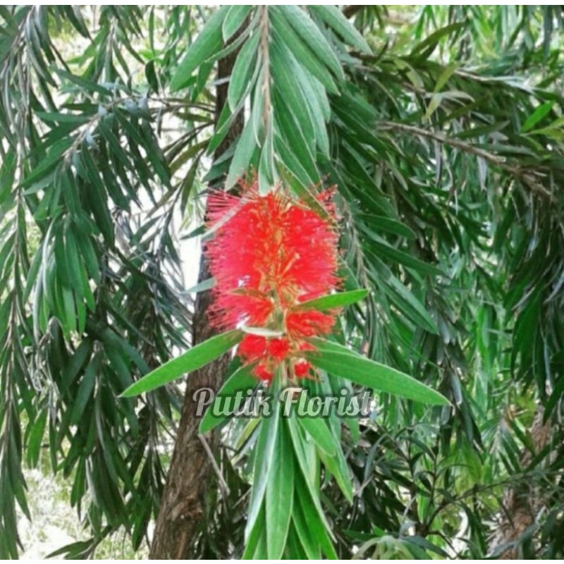 Bibit Tanaman Bunga Sikat Botol