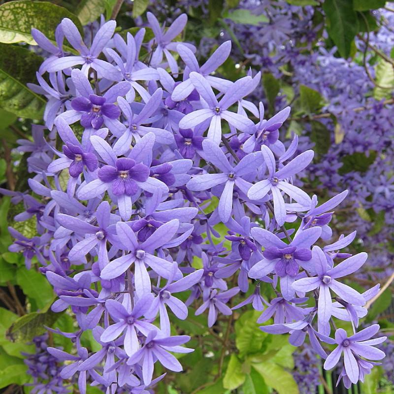 Bibit Petrea Biru/ Bunga Patrea Biru/Blue Patrea Petrea Volubilis