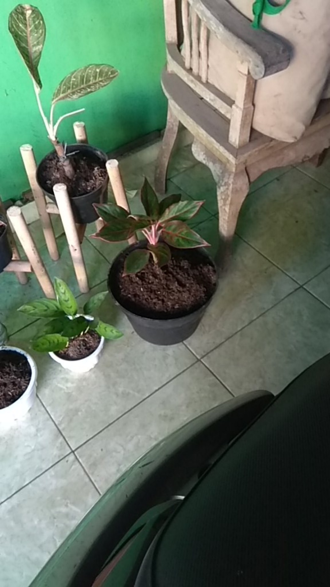 Tanaman Hias Aglonema Rotundum Cantik