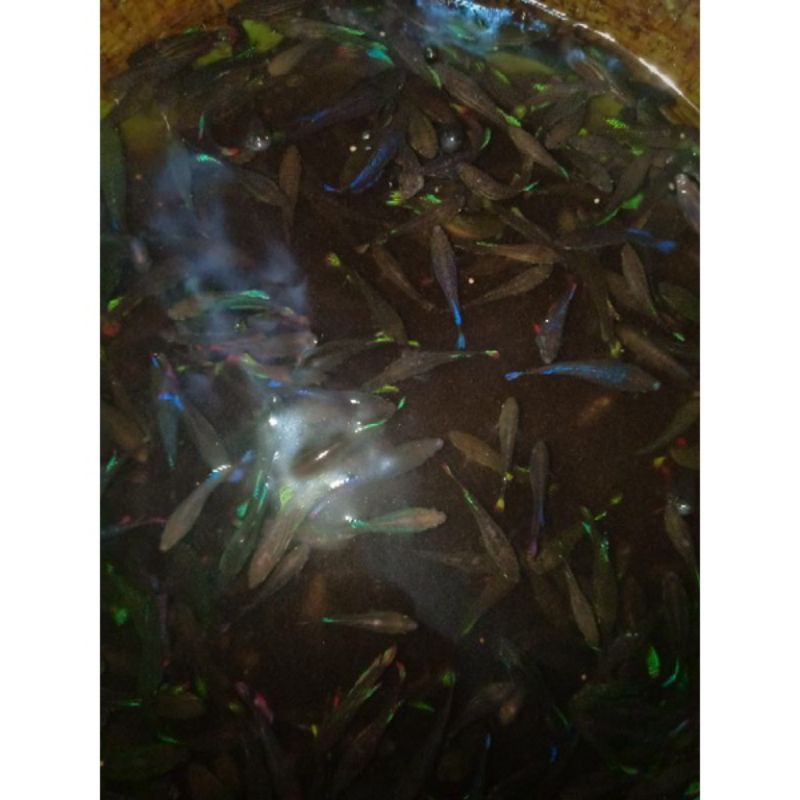 cupang bagan Random jantan&betina