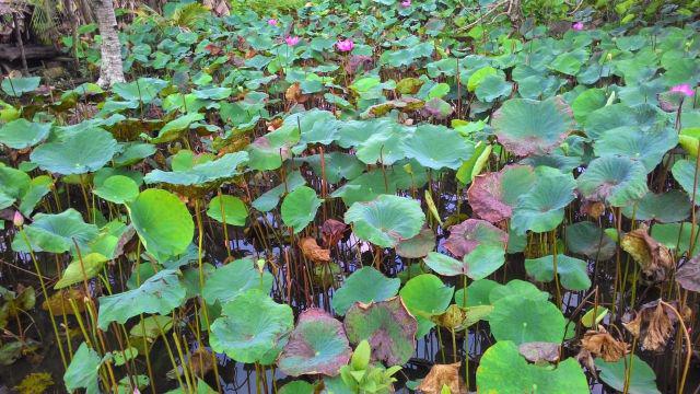 Gorden Pintu Hordeng Rumbai Rempel Jendela Karakter Kain Catra