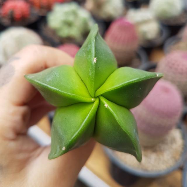Kaktus Astrophytum Myriostigma var Nudum
