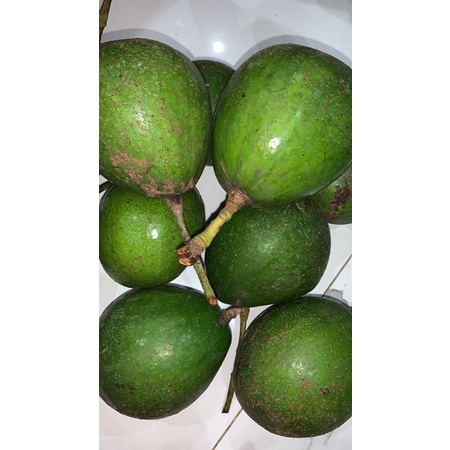 

alpukat mentega 1 kg
