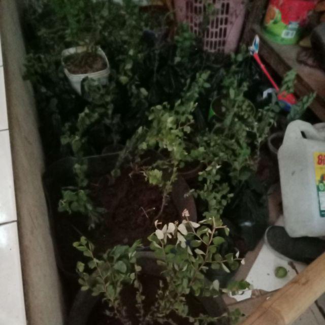 Grosir Bibit Bidara Harga Murah Minimal 50 Pcs